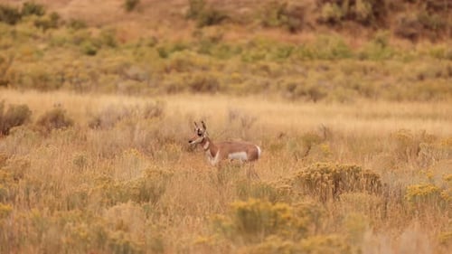 Pronghorn in Yellowstone National Park