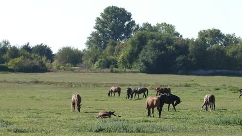 Grazing Horses in the Wild
