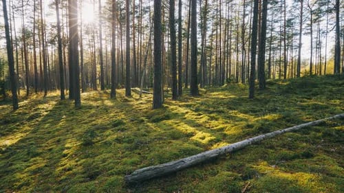 Beautiful Sunset Sun Sunshine In Sunny Summer Coniferous Forest. Sunlight Sunray Shine Through Wood