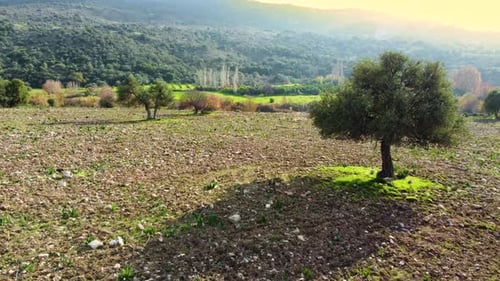 Mediterrane Landschaftsdrohne fliegt langsam durch Olivenbäume Schöne Natur Blick auf Green Grove