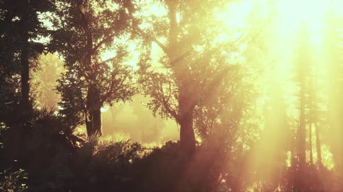 Magic Dark Autumn Forest Scenery with Rays of Warm Light