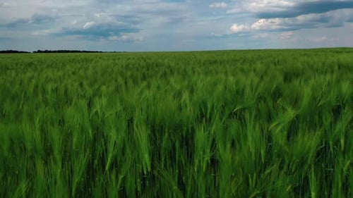 Green nature under blue sky. Agricultural landscape in spring.