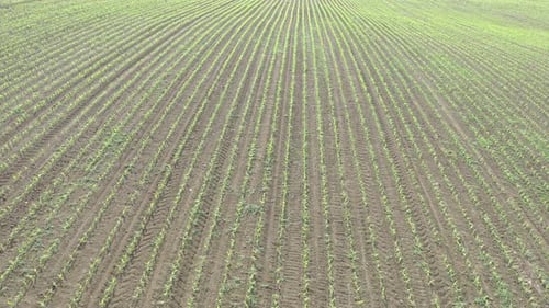 Ernte von Zuckermais Zea mays bis zum frühen Frühling 4K-Luftbild