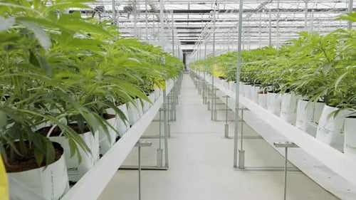 Cannabis Plants Growing in Indoor Farm