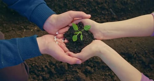 Female Hands are Holding Young Plant in Handful of Soil Man is Helping Close Up View Prores