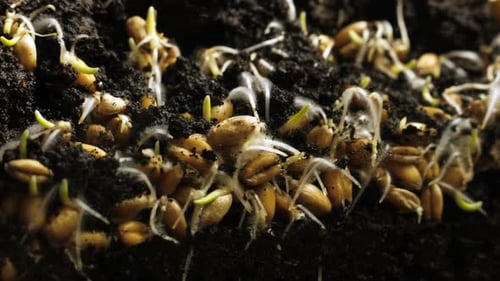 Germinating Plant Timelapse