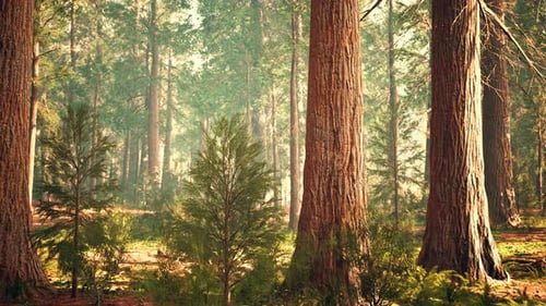 Giant Sequoias in the Giant Forest Grove in the Sequoia National Park
