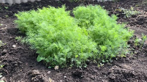 Green Dill Growing in Beds