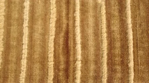 Harvested grain wheat field agriculture farm top down aerial view. Harvest crop at summer