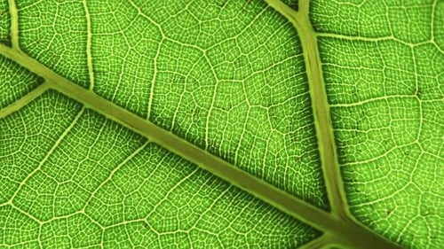 Fond de feuille verte