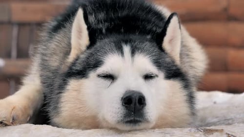 Resting Husky Dog Lying in the Snow