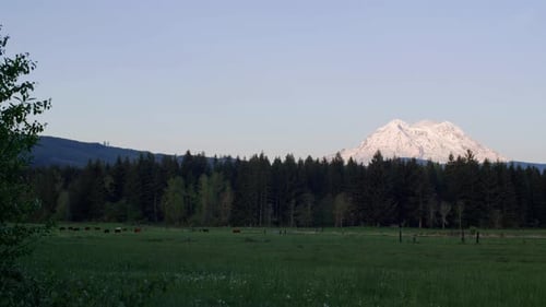 Ländliche Kuhfarm Pan To Mt Rainier