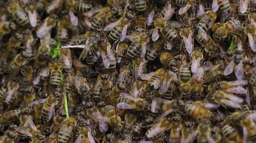 Clustered Swarm of Bees in Close Up Detail