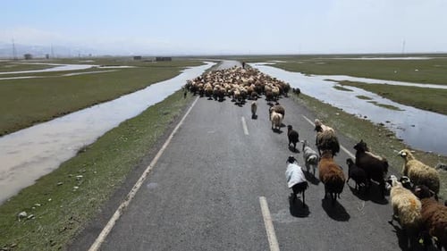 Flock of Sheep Herded on Rural Road