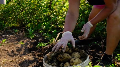 People Harvest Potatoes in the Garden