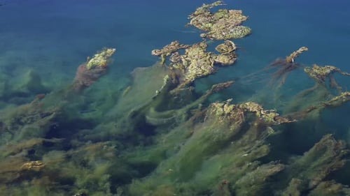adriatic water sea algae plants