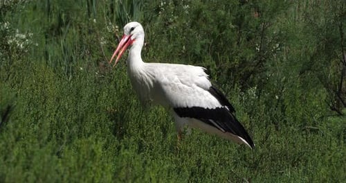 A white Stork, Camargue, France.