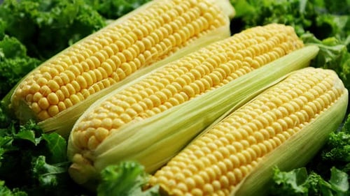 Uncooked Fresh Corncobs on Green