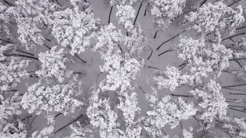 Winter Landscape, Pine Trees Covered with Snow. Aerial View