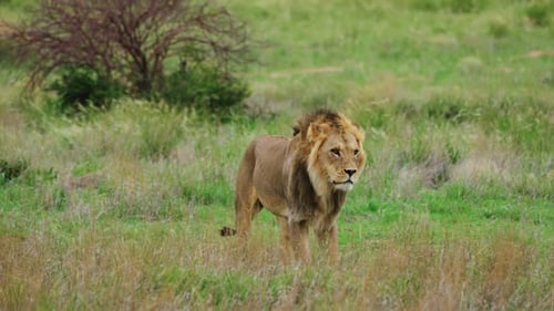 Windy Savannah With Male Lion Walking In Central Kalahari Game Reserve, Botswana. Slow Motion Shot