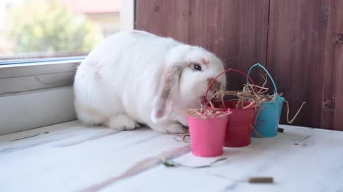 White rabbit stay in corner and eat food is dried grass in colorful bucket