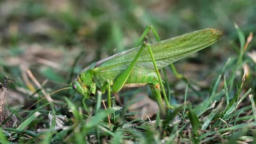 Big Green Locust Weibchen legt Eier