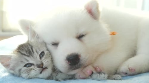 Cute Kitten and Puppy Snuggling Together Indoors