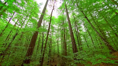 Forest (4K)