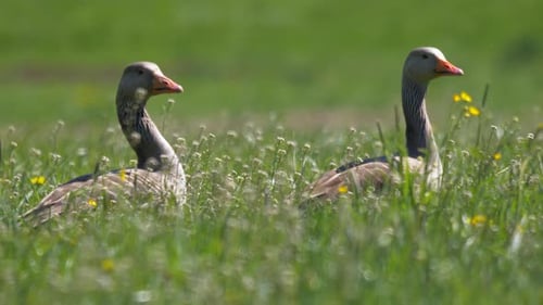 Pair of wild geese resting in flower field and looking for food during sunny day,close up