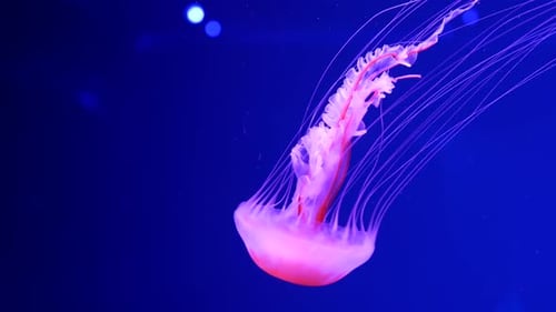 Glowing Jellyfish Swimming in Deep Blue Ocean Water