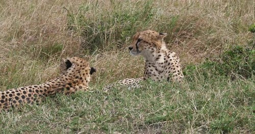 952020 Gepard, Acinonyx Jubatus, Erwachsene liegen auf Gras, Masai Mara Park in Kenia, Echtzeit 4K