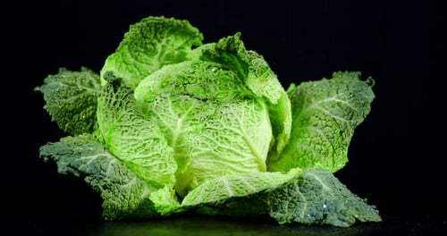 Fresh Green Savoy Cabbage Plugs Falling Water Drops.