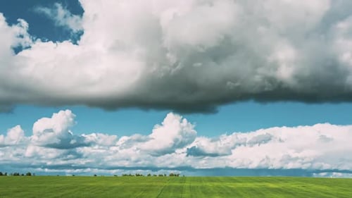 Countryside Rural Field Landscape With Young Wheat Sprouts In Spring Summer Cloudy Day