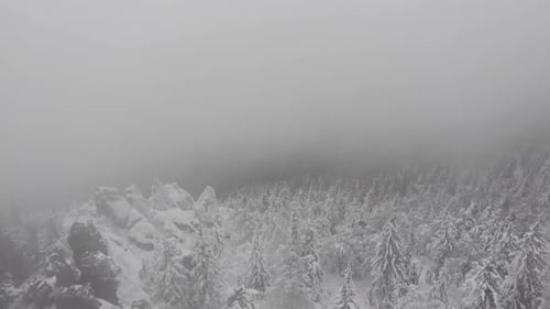 Snowstorm in a Forest Mountain with Frozen Frosty Trees