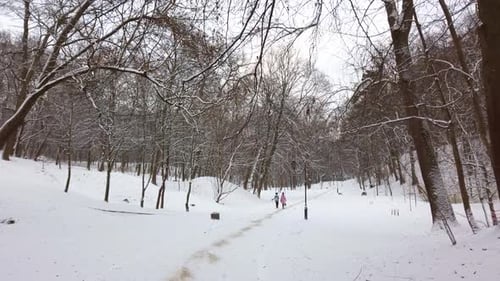 Snow in the winter park.