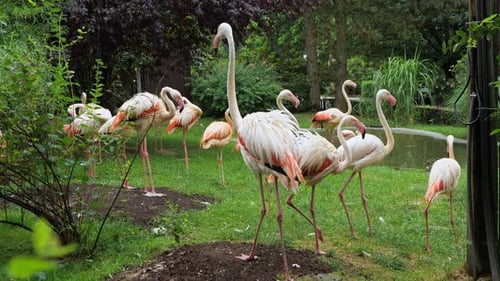Pink flamingos stroll by the water in the reserve.