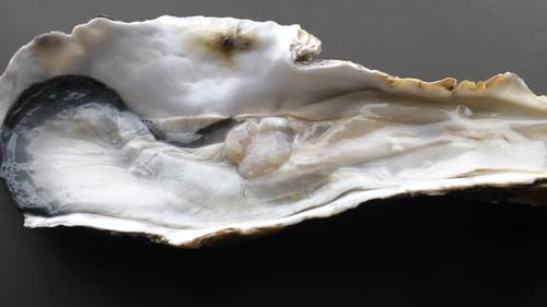 Close Up of Giant Raw Fresh Oyster on Half Shell on Black Background
