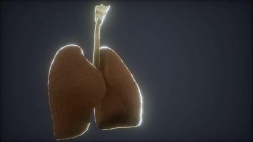 Glowing 3D Human Lungs Medical Animation
