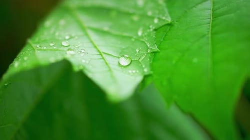 Bright Green Leaf with Water Droplets