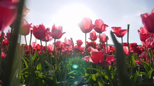 Field of Red Tulips Blooming in Spring Sunlight
