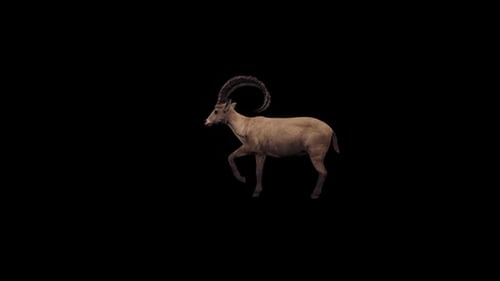 Realistic 3D Mountain Goat Walking Animation