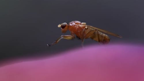 Golden-Brown Fly Close-Up Macro Shot