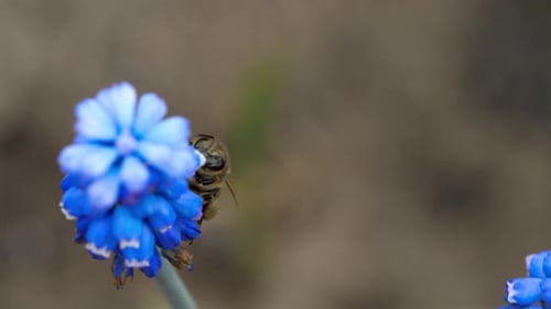 Bee Collecting Nectar From Blue Grape Hyacinth Flower