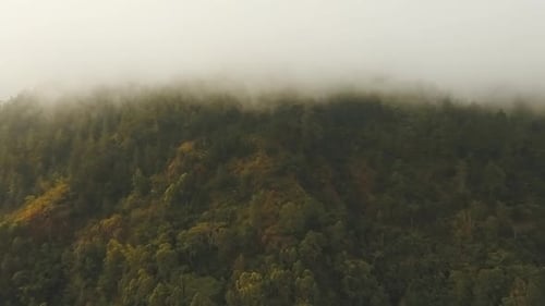 Regenwald in Wolke | Bali, Indonesien