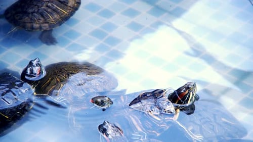 Animal Reptile Aquatic Water Turtle in a Water Pool