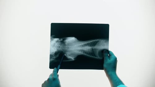 Examining Animal Skeleton on X-Ray in Hospital