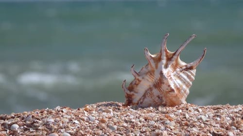Seashell Close Up. Big Shell Is Laying on the Sand By the Sea on the Sunny Day