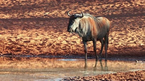 Wildebeest Drinking Water in an Arid Environment