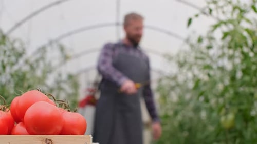 Farmer Businessman, Growing Tomatoes, Vegetable Business, Greenhouse with Tomatoes, Successful Farm