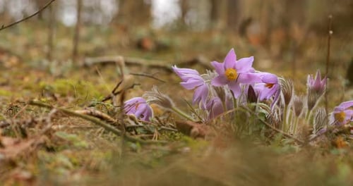 Beautiful Wild Spring Flowers Pulsatilla Patens